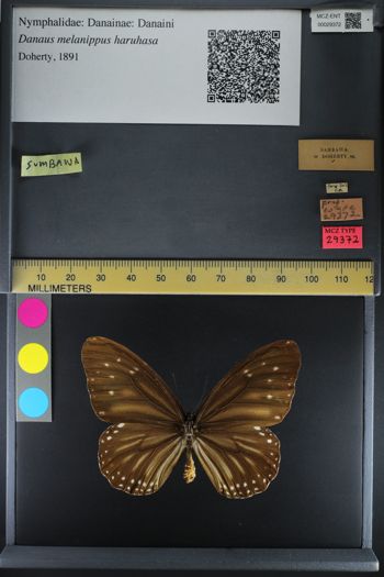 Media type: image;   Entomology 29372